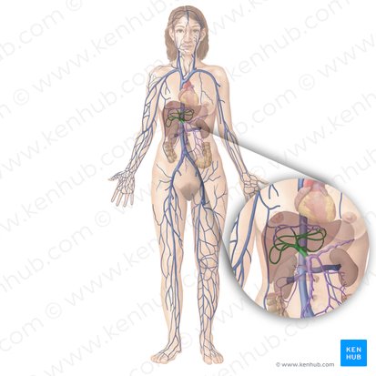 Hepatic portal vein (Vena portae hepatis); Image: Begoña Rodriguez