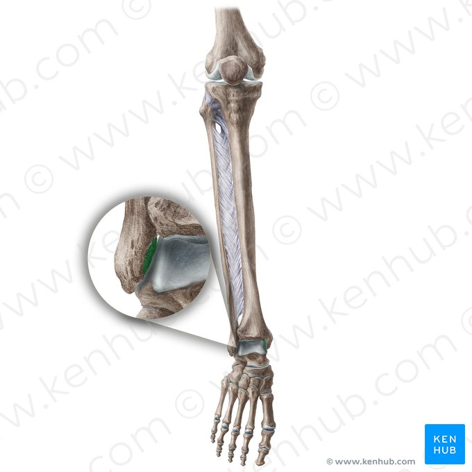 Faceta articular do maléolo lateral da fíbula (Facies articularis malleoli lateralis fibulae); Imagem: Liene Znotina
