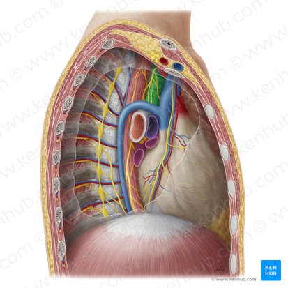 Traqueia (Trachea); Imagem: Yousun Koh