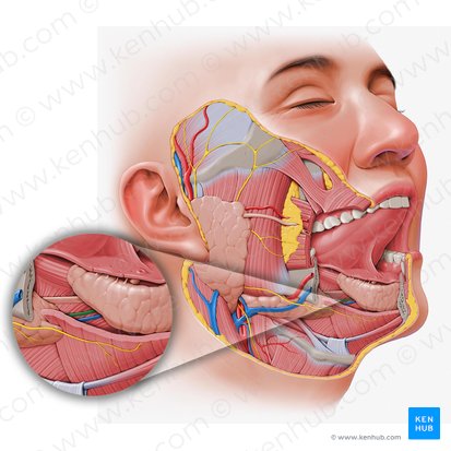 Arteria sublingual (Arteria sublingualis); Imagen: Paul Kim