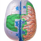 Meninges, ventrículos e suprimento sanguíneo do cérebro