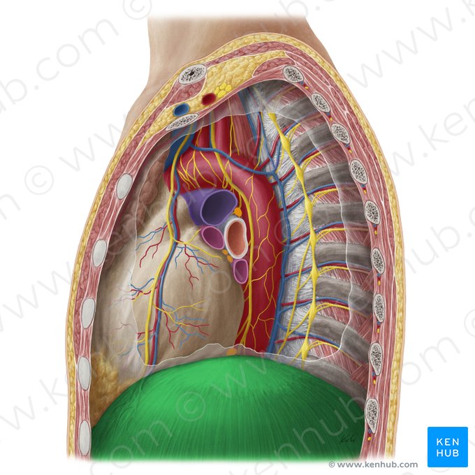 Diafragma (Diaphragma); Imagen: Yousun Koh