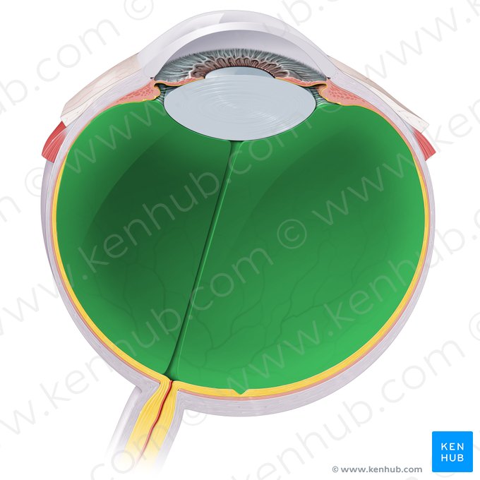 Cuerpo vítreo (Corpus vitreum); Imagen: Paul Kim