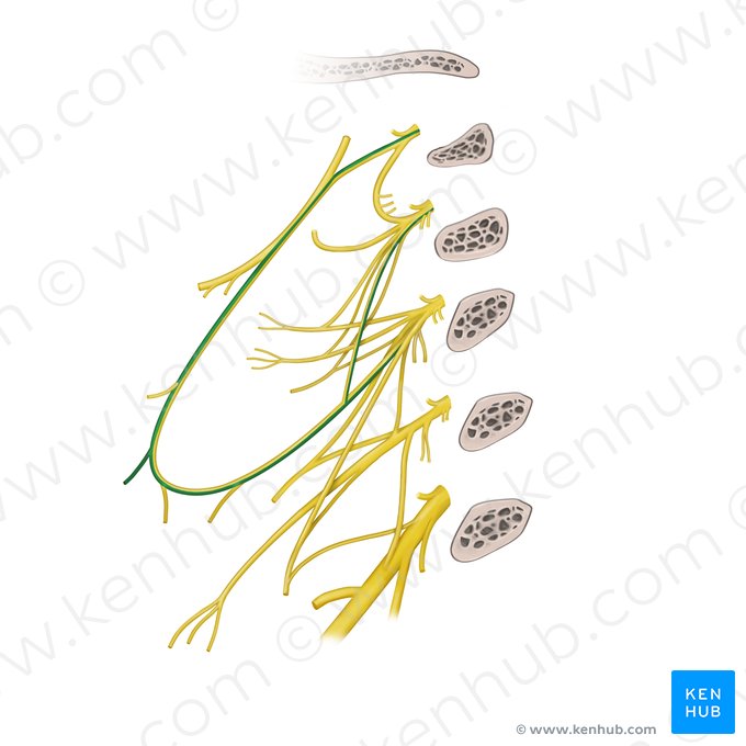 Sternothyroid branch of ansa cervicalis (Ramus sternothyroideus ansae cervicalis); Image: Begoña Rodriguez