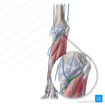 Median cubital vein (Vena mediana cubiti); Image: Yousun Koh