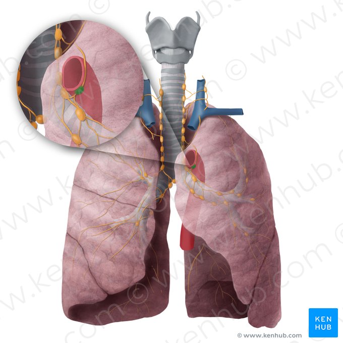 Linfonodo do ligamento arterial (Nodus lymphoideus ligamenti arteriosi); Imagem: Begoña Rodriguez