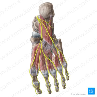 Deep branch of lateral plantar nerve (Ramus profundus nervi plantaris lateralis); Image: Liene Znotina