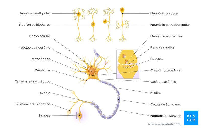 Estrutura do neurônio