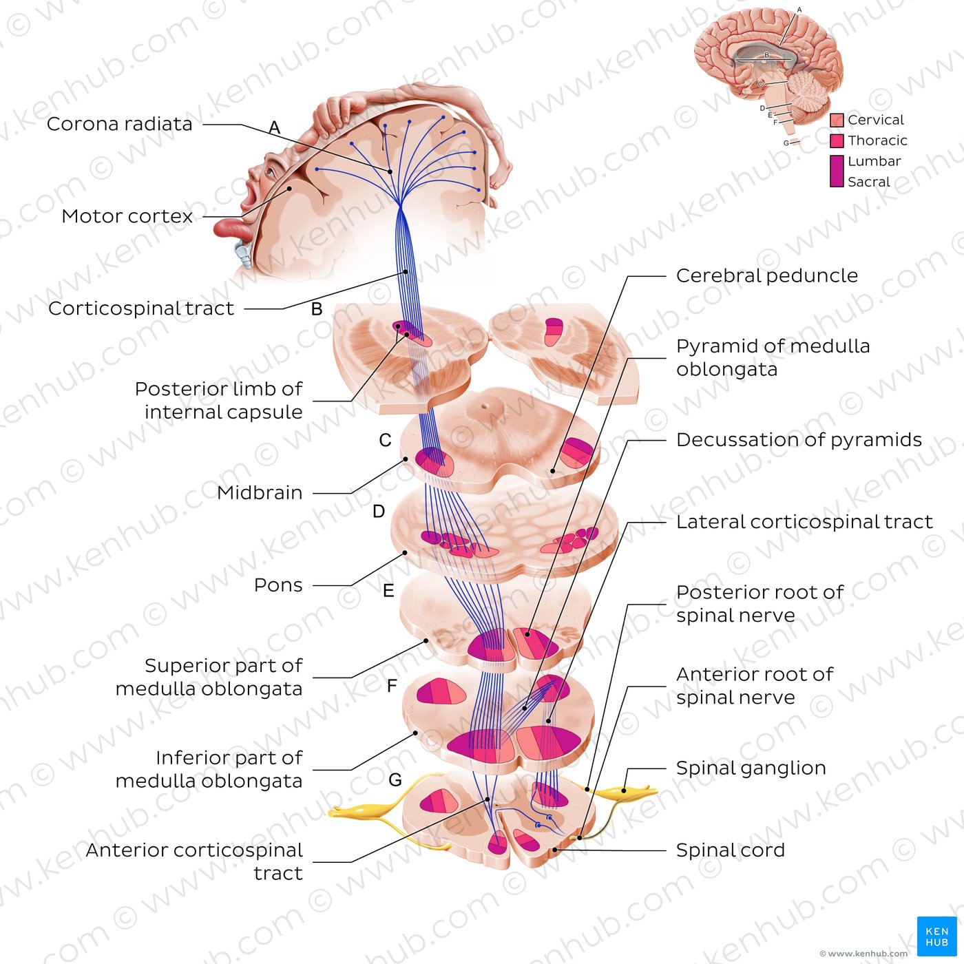 Corticospinal tract