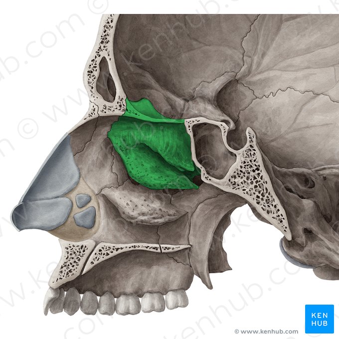 Ethmoid bone (Os ethmoidale); Image: Yousun Koh