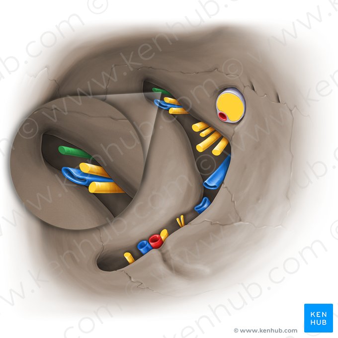 Lacrimal nerve (Nervus lacrimalis); Image: Paul Kim