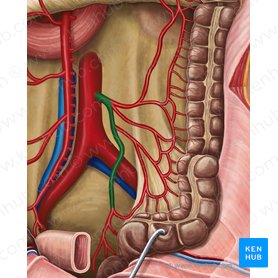 Arteria mesentérica inferior (Arteria mesenterica inferior); Imagen: Irina Münstermann