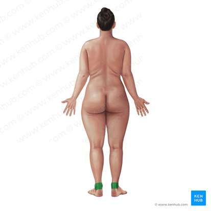 Posterior region of ankle (Regio posterior tali); Image: Paul Kim