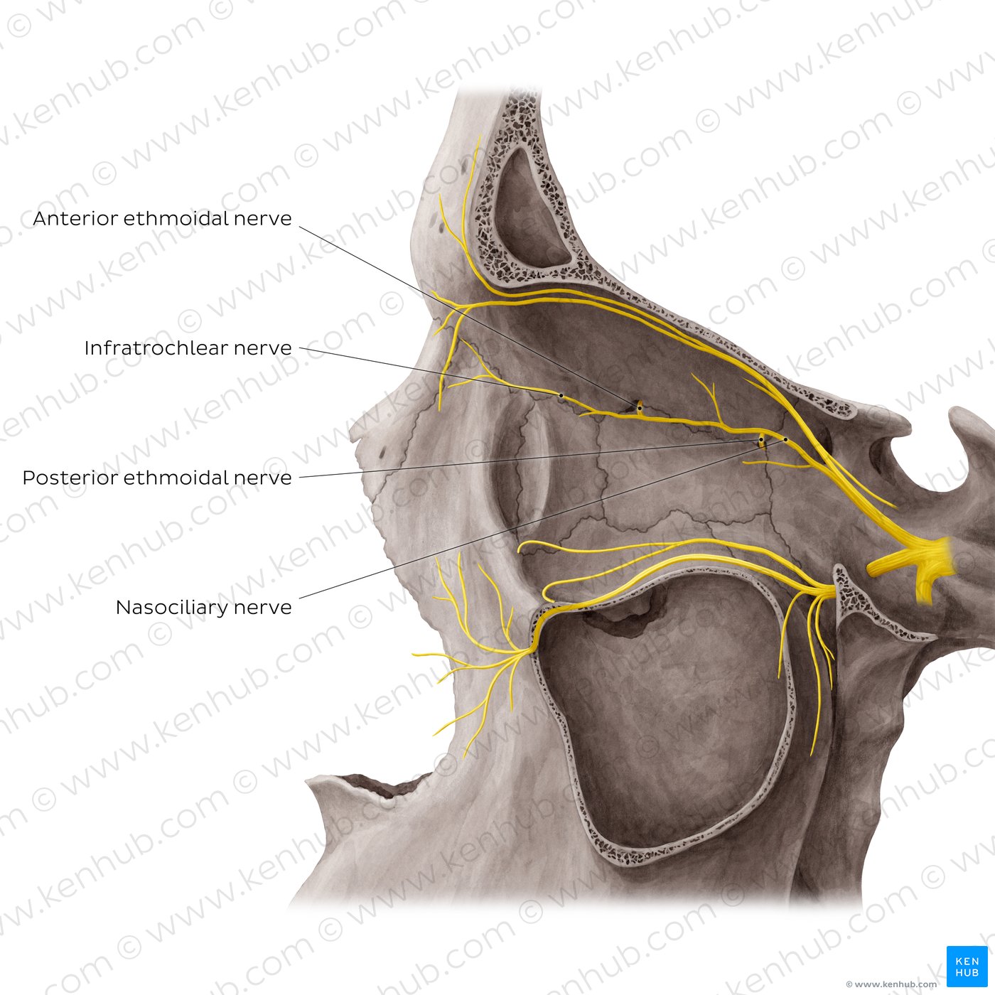 Nerves of orbit (Lateral view: eyeball removed)