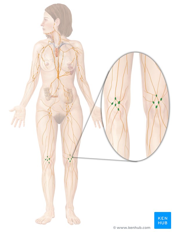 Superficial popliteal nodes