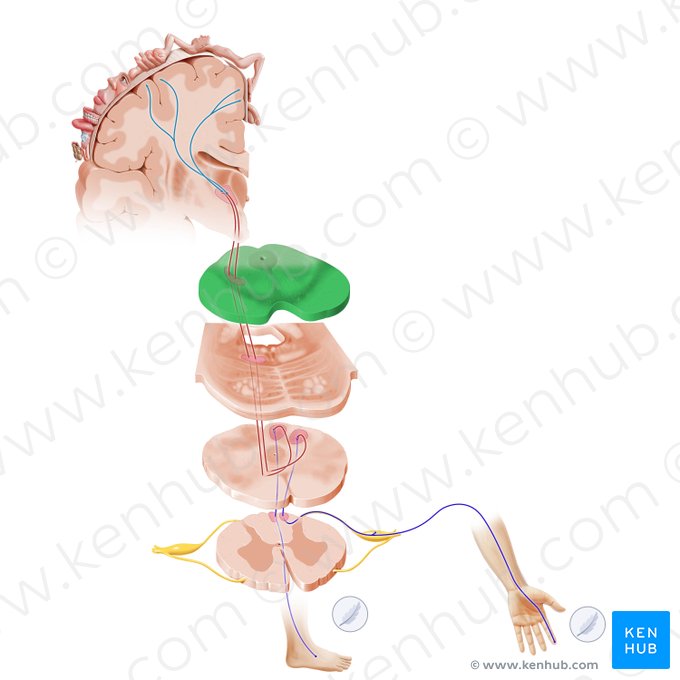 Mesencéfalo (Mesencephalon); Imagem: Paul Kim