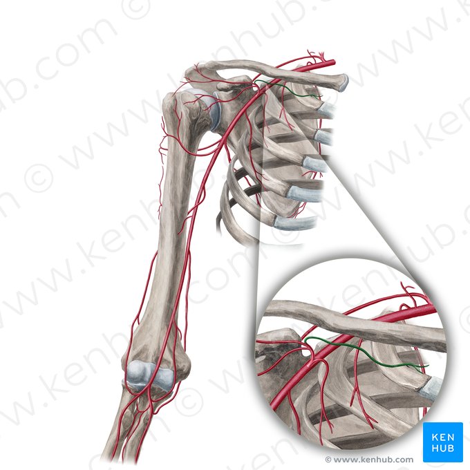 Ramus clavicularis arteriae thoracoacromialis (Schlüsselbeinast der Brustbein-Schulter-Arterie); Bild: Yousun Koh