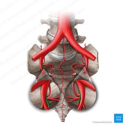 Posterior division of internal iliac artery (Divisio posterior arteriae iliacae internae); Image: Paul Kim