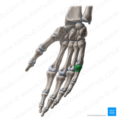 Base of proximal phalanx of 5th finger (Basis phalangis proximalis digiti manus 5); Image: Yousun Koh