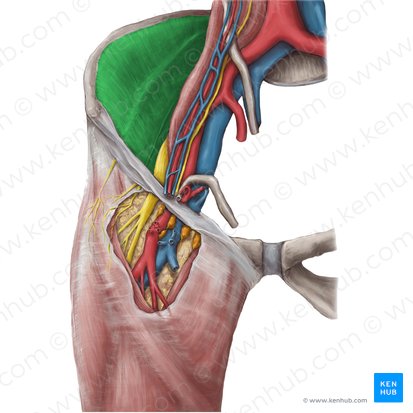 Fascia iliaca (Darmbeinfaszie); Bild: Hannah Ely