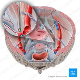 Umbilical artery (Arteria umbilicalis); Image: Paul Kim