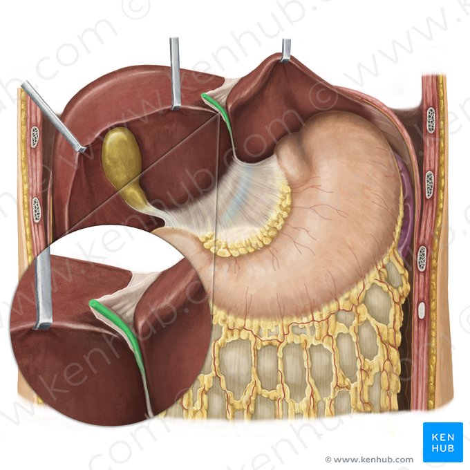 Ligament rond du foie (Ligamentum teres hepatis); Image : Irina Münstermann