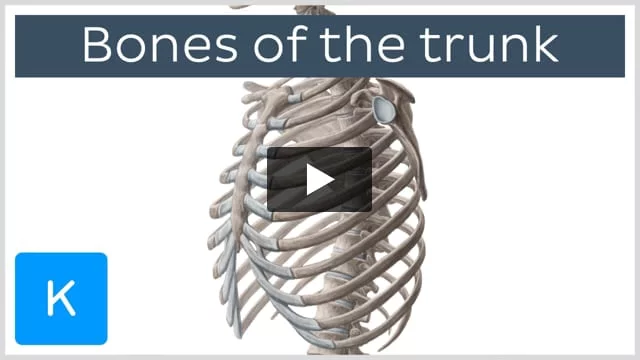 Thorax: Anatomy, wall, cavity, organs & neurovasculature