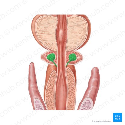 Bulbourethral gland (Glandula bulbourethralis); Image: Samantha Zimmerman