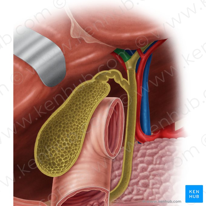 Ducto hepático direito (Ductus hepaticus dexter); Imagem: Samantha Zimmerman