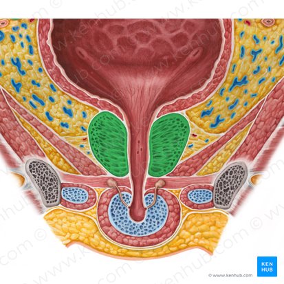 Prostate (Prostata); Image: Irina Münstermann