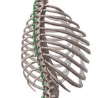 Autochthone Rückenmuskulatur 