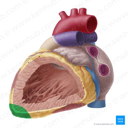 Apex of heart (Apex cordis); Image: Yousun Koh