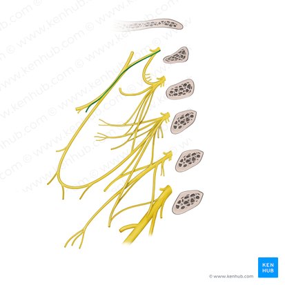 Ramo para el músculo tirohioideo (Ramus thyrohyoideus nervi hypoglossi); Imagen: Paul Kim
