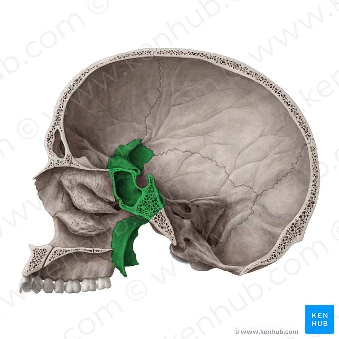 Hueso esfenoides (Os sphenoidale); Imagen: Yousun Koh