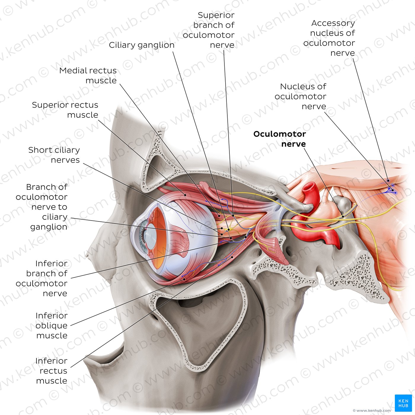 Oculomotor, abducens, and trochlear nerves (lateral-left view)