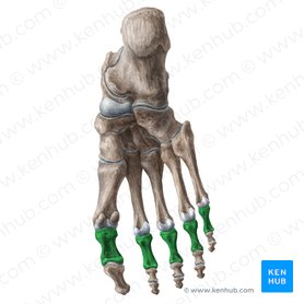Proximal phalanges of foot (Phalanges proximales pedis); Image: Liene Znotina