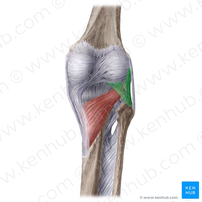 Arcuate popliteal ligament (Ligamentum popliteum arcuatum); Image: Liene Znotina