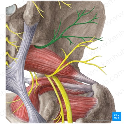 Superior gluteal nerve (Nervus gluteus superior); Image: Liene Znotina