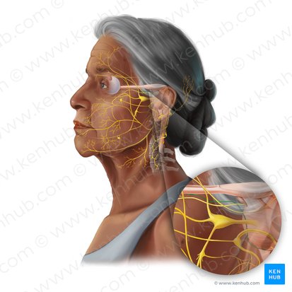 Abducens nerve (Nervus abducens); Image: Tal Bavli Ziv