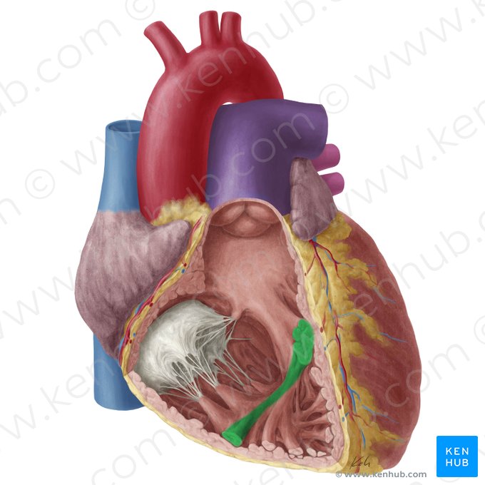Trabécula septomarginal (Trabecula septomarginalis); Imagen: Yousun Koh