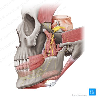 Ramo meníngeo do nervo mandibular (Ramus meningeus nervi mandibularis); Imagem: Paul Kim