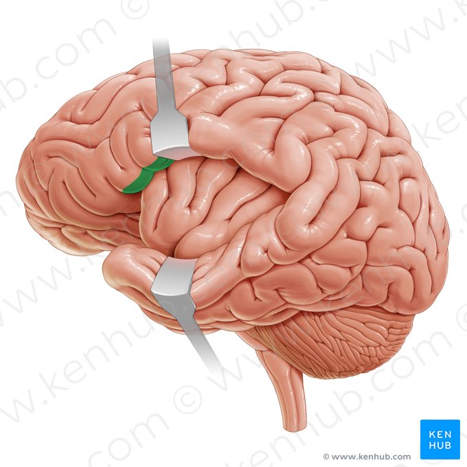 Operculum frontale (Inselbedeckung des Stirnlappens); Bild: Paul Kim