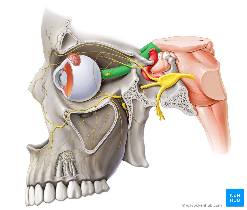 Optic nerve - lateral-left view