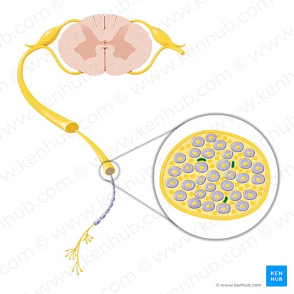 Vasa nervorum; Imagen: Paul Kim
