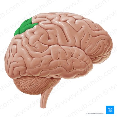 Lóbulo parietal superior (Lobulus parietalis superior); Imagem: Paul Kim