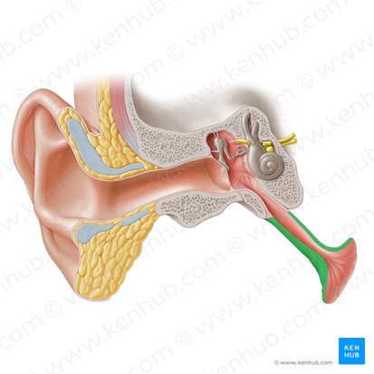 Cartilaginous part of auditory tube (Pars cartilaginea tubae auditivae); Image: Paul Kim