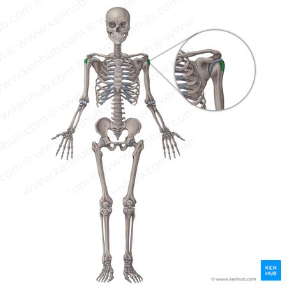 Greater tubercle of humerus (Tuberculum majus humeri); Image: Irina Münstermann