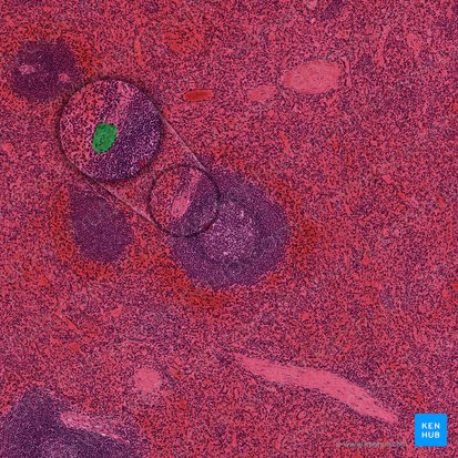 Central arteriole of spleen (Arteriola centralis splenis); Image: 