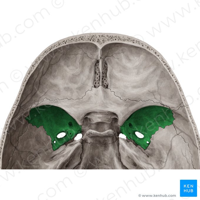 Greater wing of sphenoid bone (Ala major ossis sphenoidalis); Image: Yousun Koh