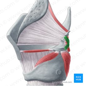 Musculus arytenoideus obliquus (Schräger Stellknorpelmuskel); Bild: Yousun Koh